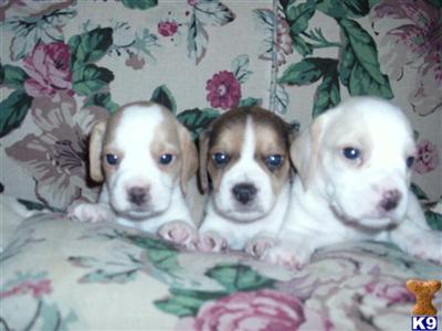 beagles, tri colored and lemon