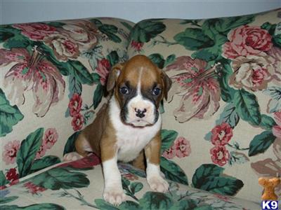akc boxers