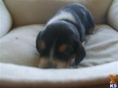 Beagle pups local in WA st 