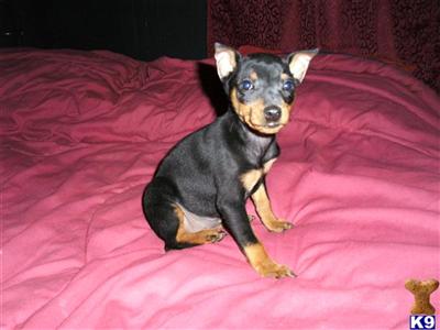 3x reg. AKC ACA APRI  small min pin. shipping included