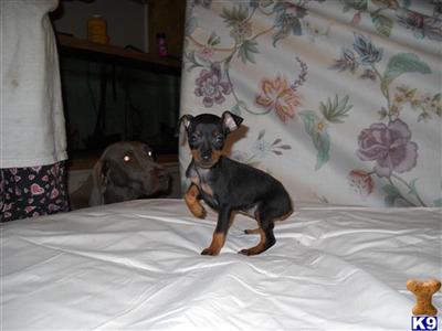 AKC min pins 