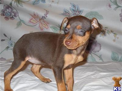 Min Pin Puppies