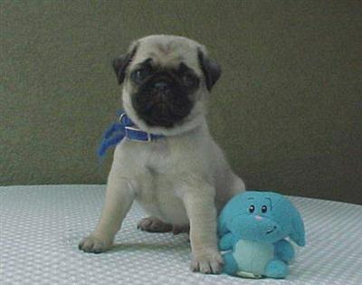 AKC Pug puppies in Central Utah