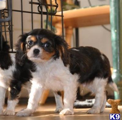 Cavalier King Charles Spaniel  Males Last 2 