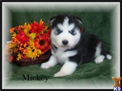SOLD  -- AKC MALE SIBERIAN HUSKY MICKEY