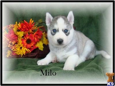 SOLD  - AKC MALE SIBERIAN HUSKY  MILO