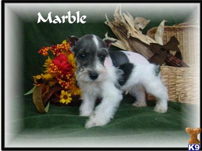 MALE PARTI MINI SCHNAUZER