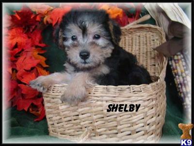 Male Silky-Poo  Shelby