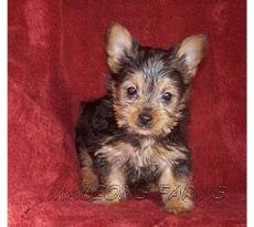Adorable Silky Sweetheart