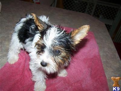 Yorkshire Terrier Parti
