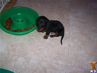 Dachshund AKC