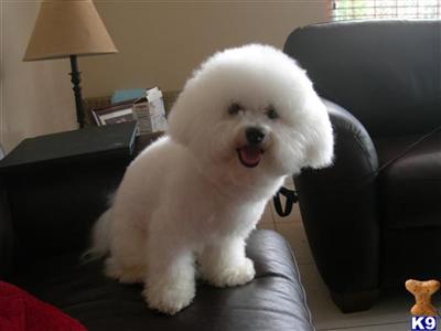 AKC Bichon Frise Stud - Bailey