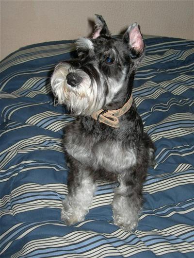 AKC Miniature Schnauzer Stud Muffin