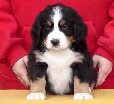 Bernese mountain dog - puppies