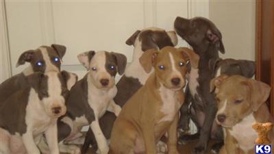 Pitbull Puppies for sale