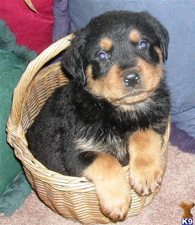 great AKC Rottweiler puppies