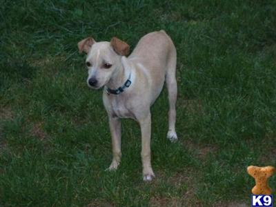 BEAUTIFUL SOLID APRICOT MALE PUPPY