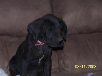 Black Dane Puppy