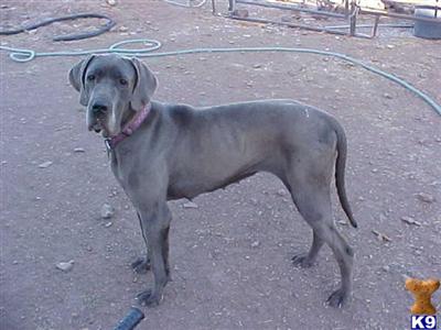 Adults/Rescues