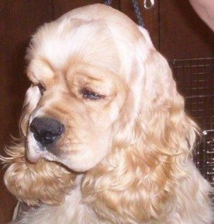 Champion import bloodlines Chocolate factored