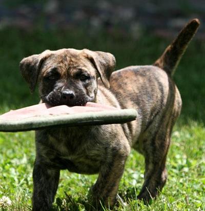 Presa Canario puppies available