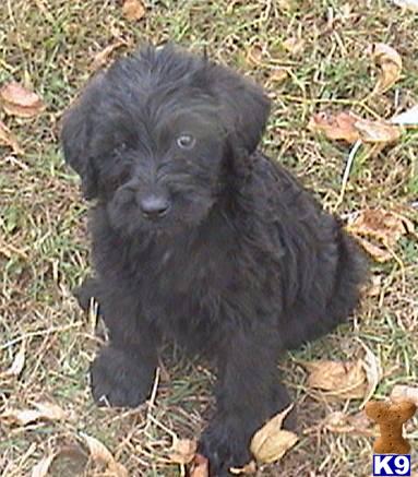 F1 Labradoodle Pups