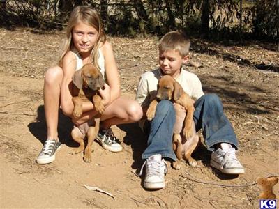 AKC Rhodesian Ridgeback Females