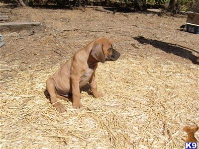 Rhodesian Ridgeback AKC Male
