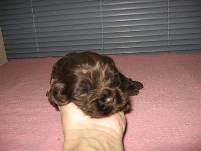 CH sired chocolate cocker spaniel puppies