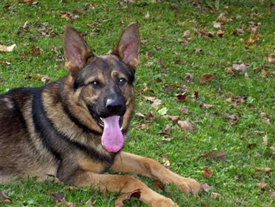 Georgeous German Shepherd Companions