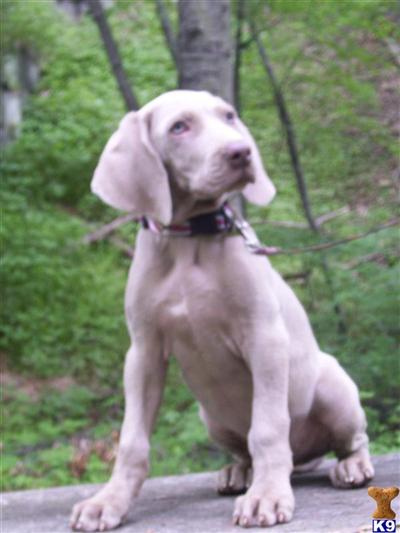 AKC MALE PUP