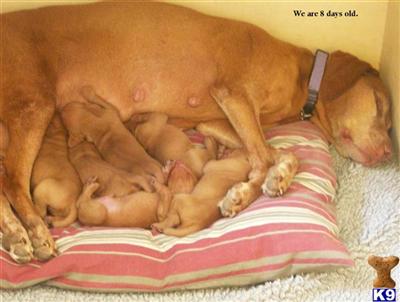 New Years Puppies are Here