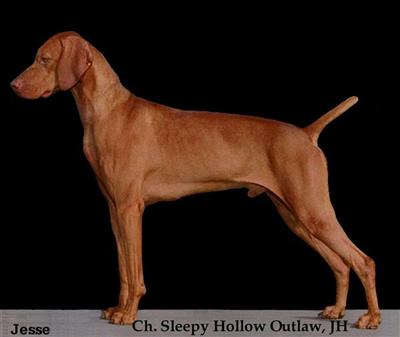 Ch. Sleepy Hollow Outlaw JH aka Jesse