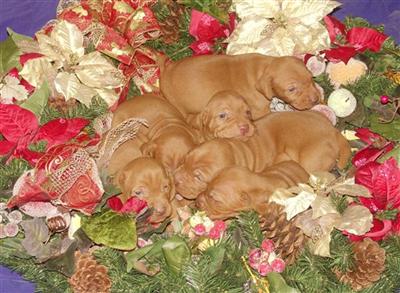 Christmas Puppies Are On the Way