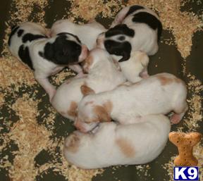 Brittany Pups for Sale