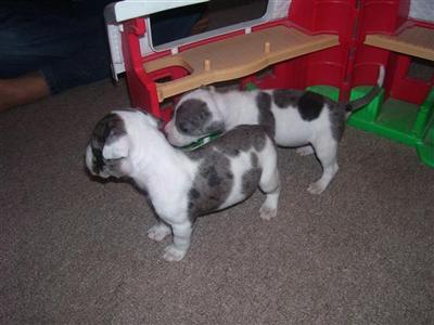 Alapaha Blue Blood Bulldogs rare breed