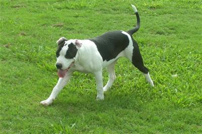Alapaha Blue Blood Bulldog rare breed