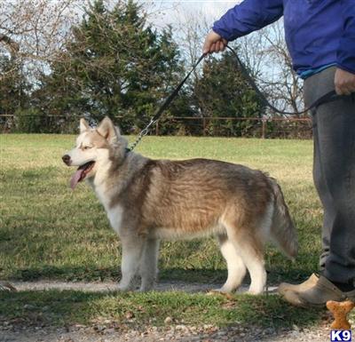 AKC Siberian Husky, Male, Champion Bloodlines