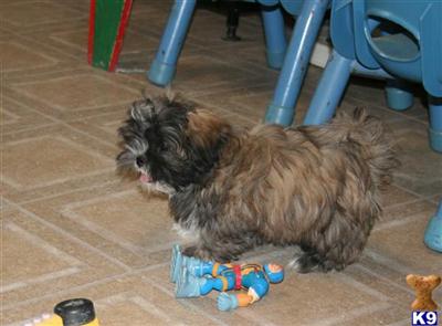 ACA Shih Tzu, Dolly M4