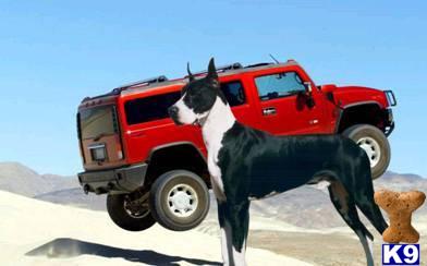 Champion ABW Hummer SUT