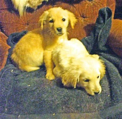 Golden Retriever / Labrador Retriever Cross