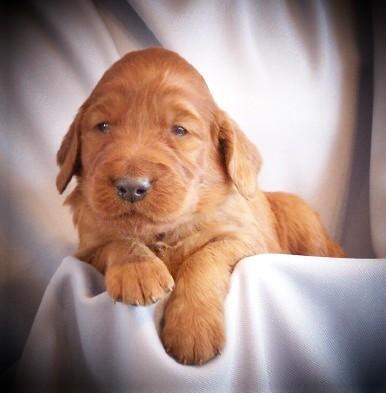 Irish setter AKC puppies