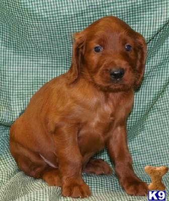 AKC male Irish setter puppy