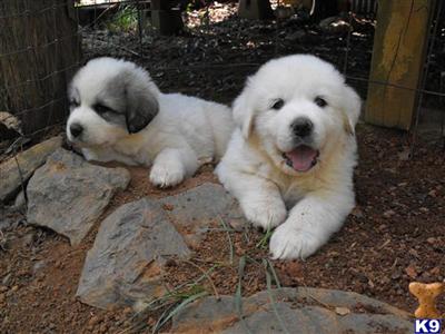 AKC Rivergroves/Tip Chip Puppies