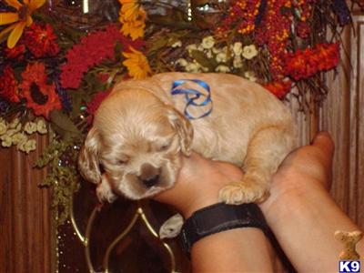American Cocker Spaniel puppies
