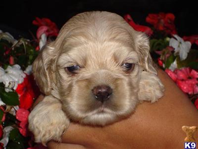 American Cocker Spaniel puppies