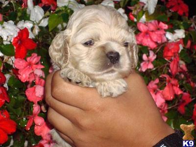 American Cocker Spaniel puppies for sale 