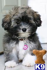 SIMPLY THE FINEST HAVANESE IN THE NEW YORK CITY AREA........HAVANESE BOYS AND GIRLS...