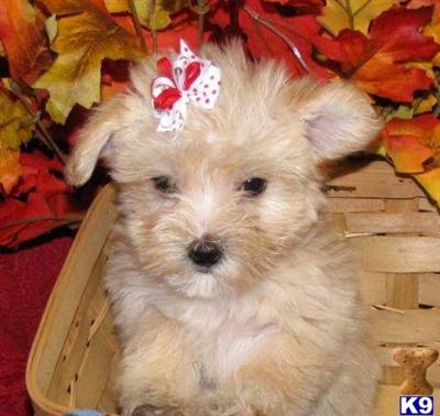 MALTIPOO PUPPIES IN NEW YORK FOR SALE.....FR $650