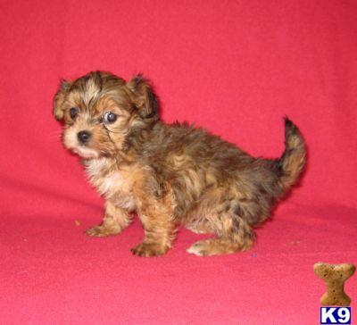 BREEDING MALTIPOO PUPPIES IN NEW YORK CITY AND LONG ISLAND FROM $750
